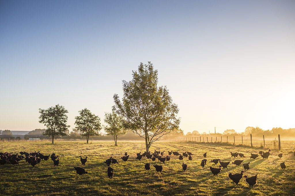 Le Picoreur, un acteur engagé dans la volaille biologique depuis 35 ans