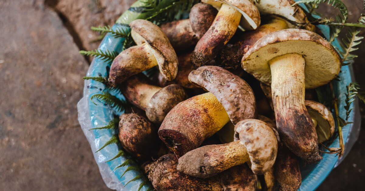 les secrets de conservation des cèpes : astuces incontournables