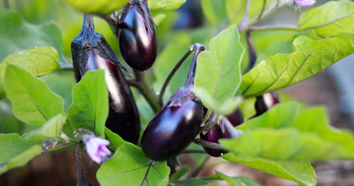 Les origines et les usages de l'aubergine