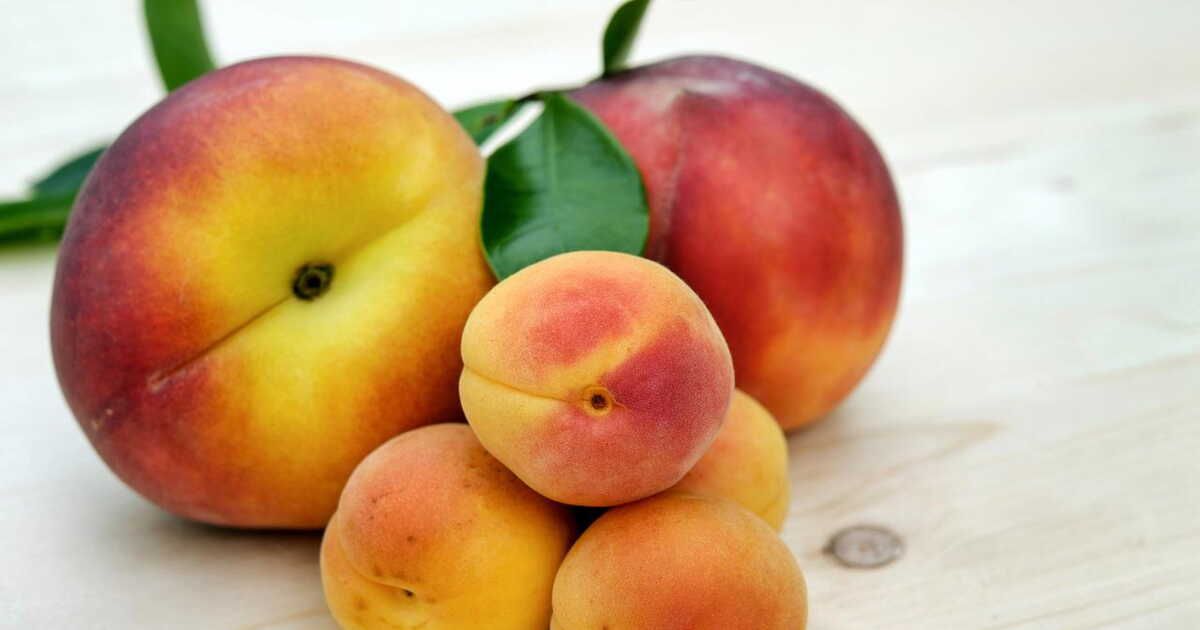 Les délices fruités de l'été : à la découverte des brugnons et nectarines