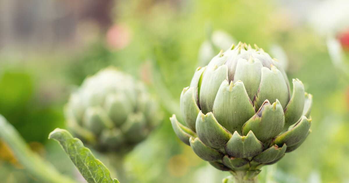 Quand l'artichaut du Roussillon éveille les papilles