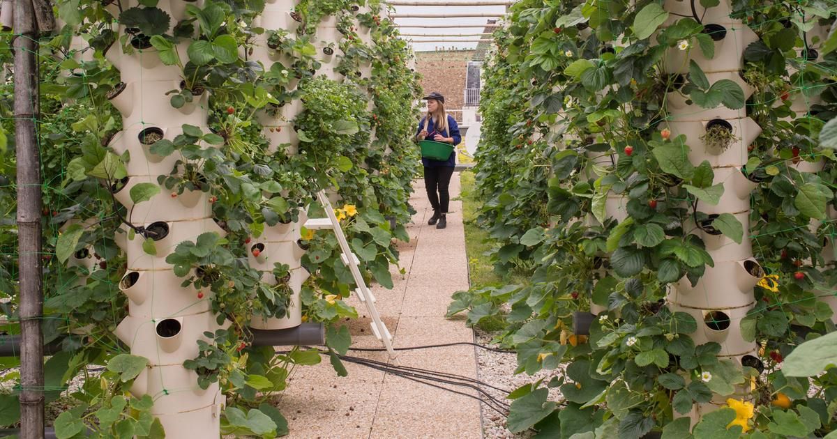 Les trésors du terroir parisien attirent de plus en plus d'amateurs