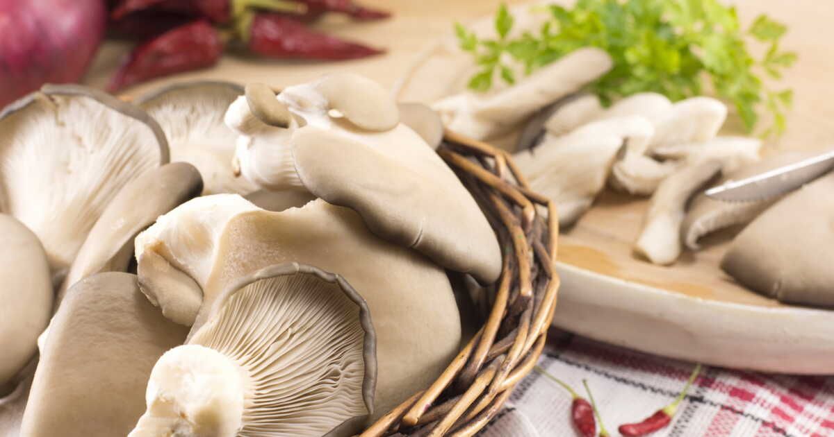 Des recettes savoureuses à base de pleurotes à essayer absolument