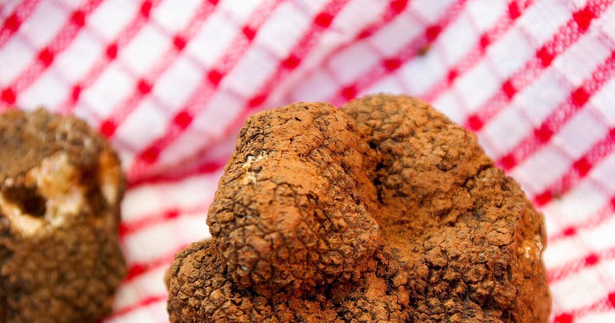 À la découverte de la truffe, un trésor culinaire