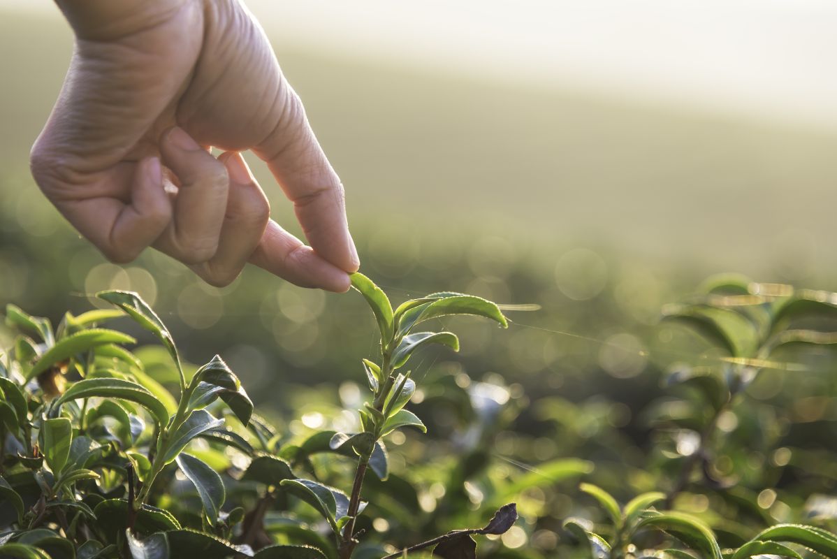 À la découverte de l'Hongyacha, un thé sans caféine aux vertus surprenantes