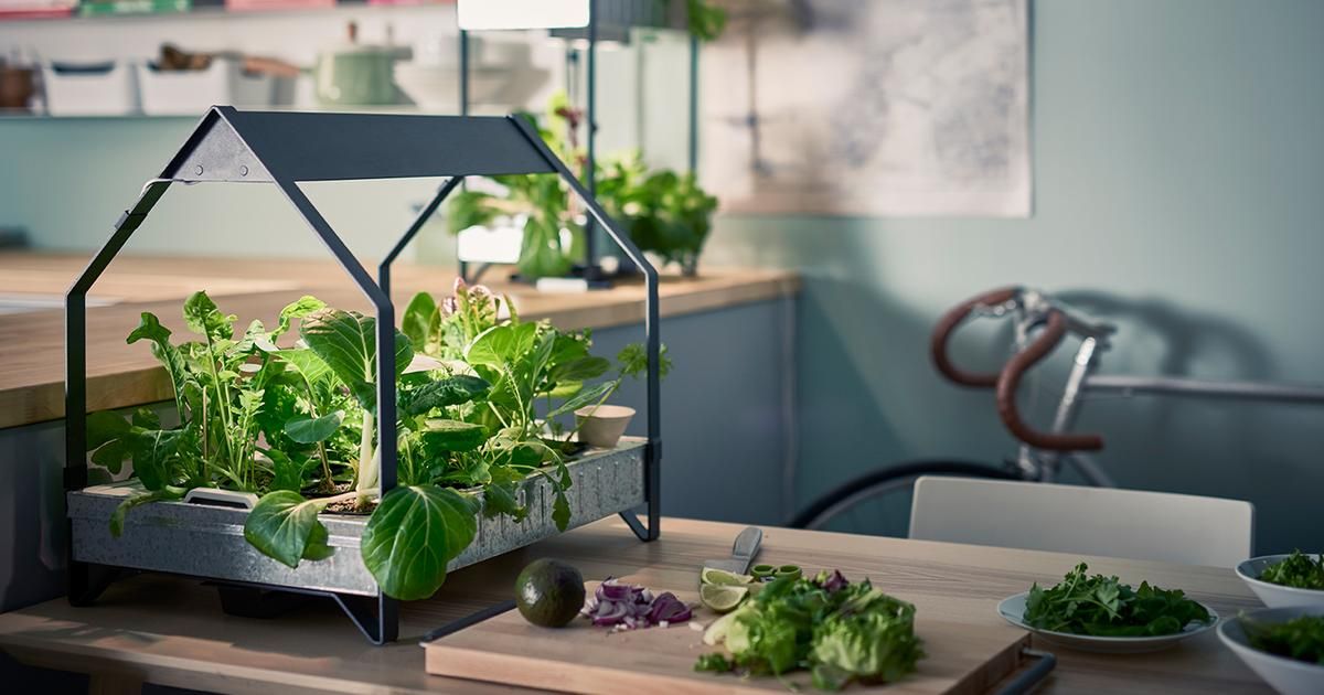 Cultiver un jardin d'intérieur : la nouvelle tendance des urbains