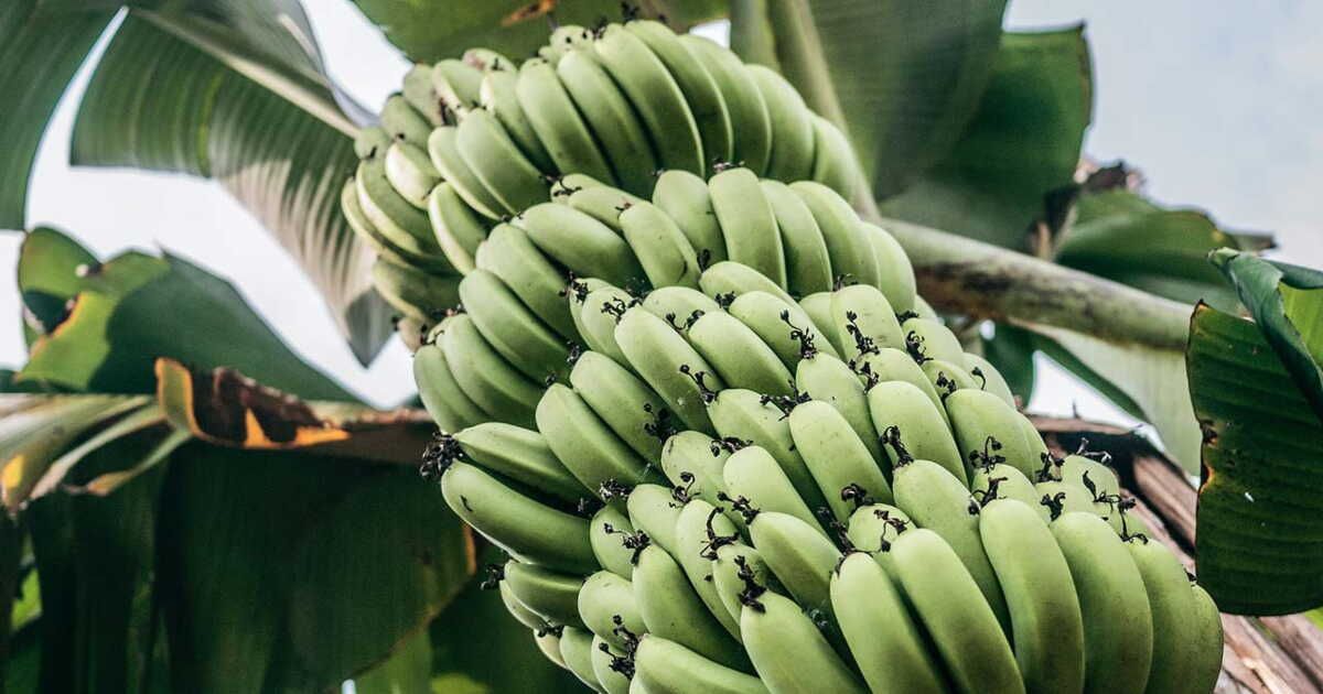La banane : un fruit emblématique de la planète